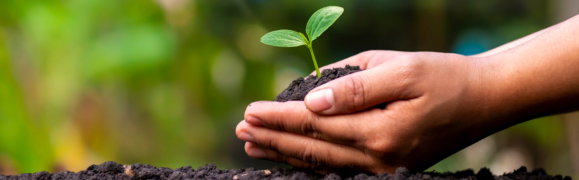 Forschung zum Megatrend Nachhaltigkeit: Nahaufnahme von Händen, die Erde mit einer jungen Pflanze halten