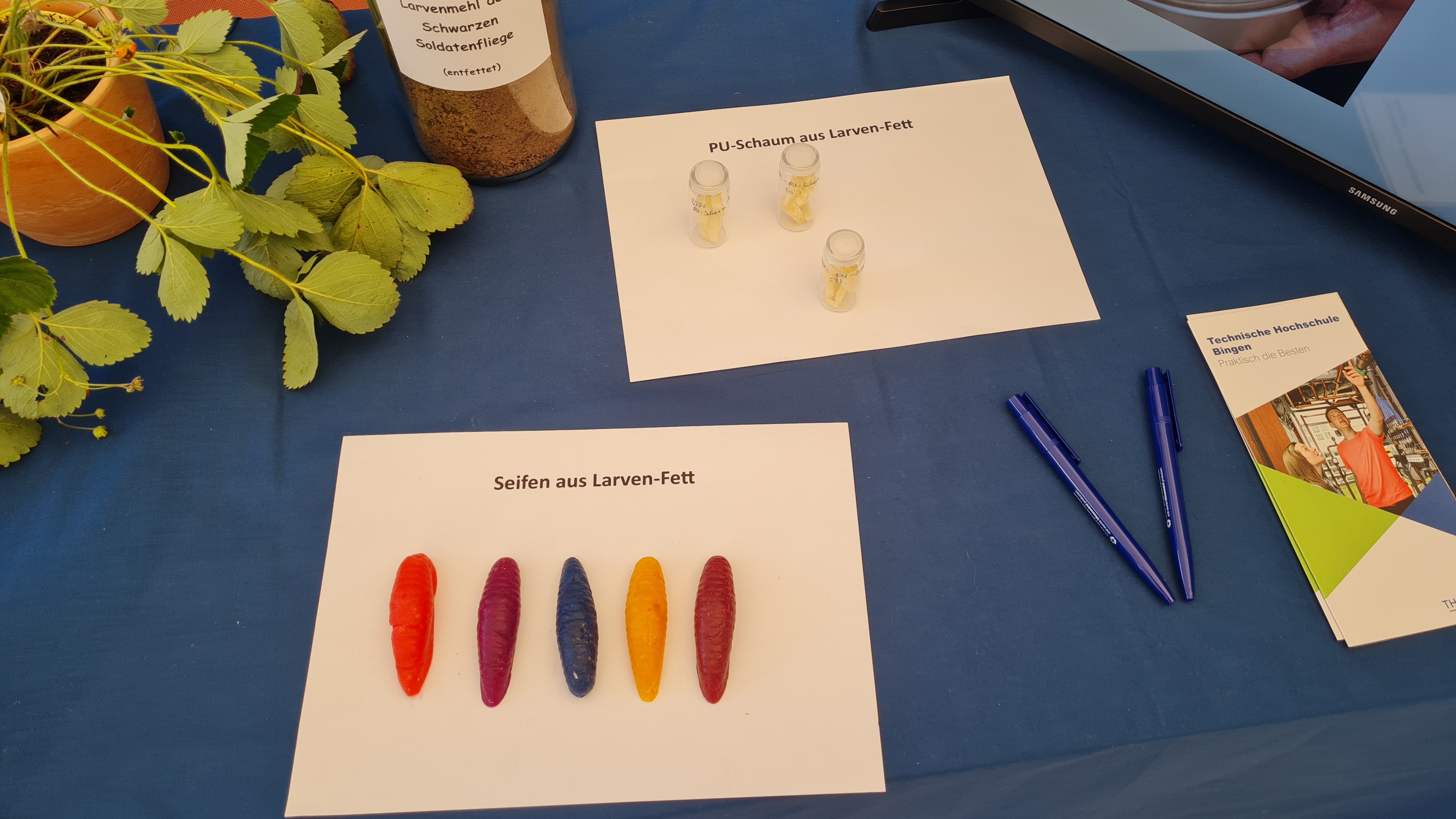 Seifen und PU-Schaum aus Larven-Fett am EMPOWER-Stand auf dem Mainzer Wissenschaftsmarkt