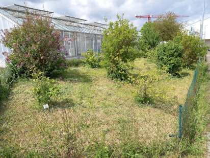 Phänologischer Garten am Campus der TH Bingen.