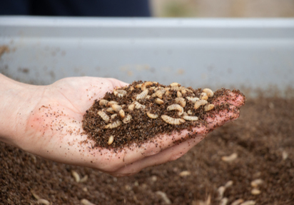 Larven der Schwarzen Soldatenfliege (Hermetia illucens L.) in einer Hand
