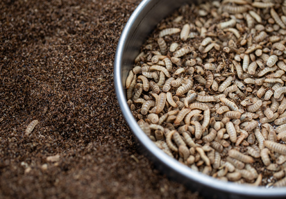 Larven der Schwarzen Soldatenfliege (Hermetia illucens L.) in einem Sieb